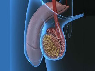 varicocèle et douleur testiculaire à la stimulation